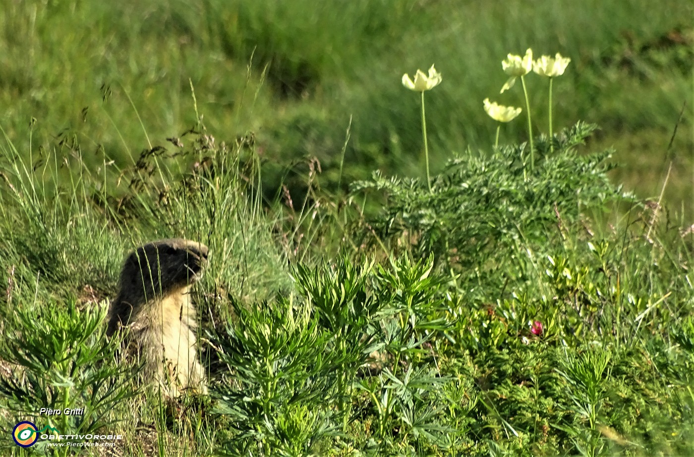 92 Marmotta in sentinella.JPG
